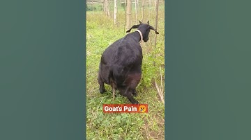 Thumbnail of This Mother Goat Trying to Give Birth But it didn't Happen. #shorts #reels #trending #goat