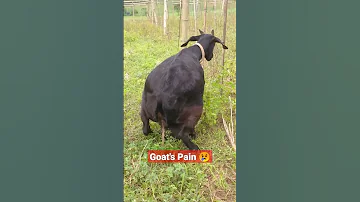 This Mother Goat Trying To Give Birth But It Didn T Happen Shorts Reels Trending Goat 