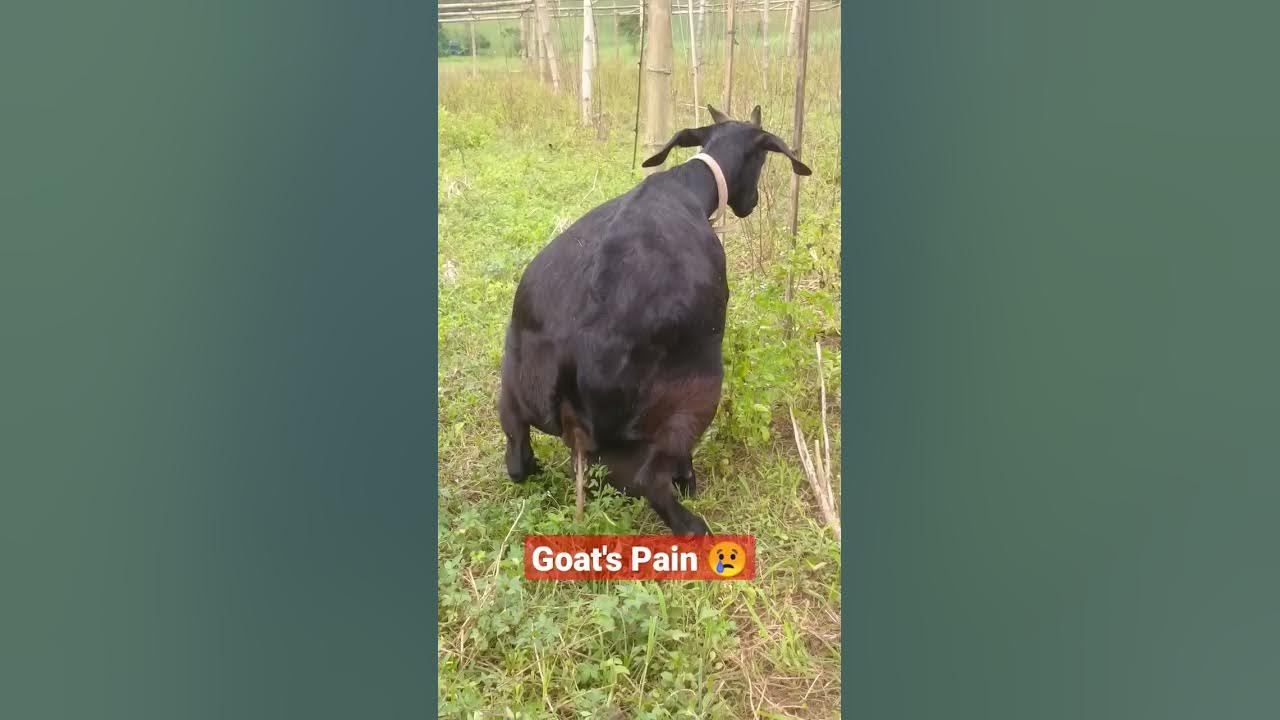 This Mother Goat Trying to Give Birth But it didn't Happen. #shorts #reels #trending #goat