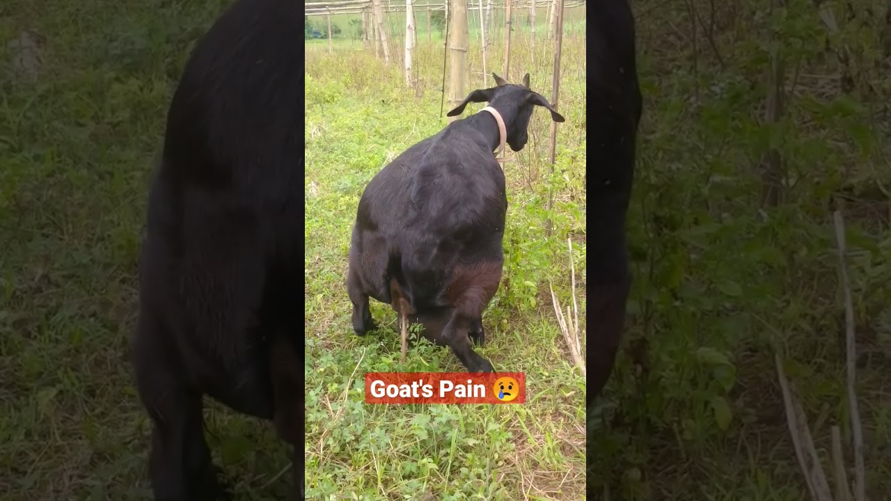 This Mother Goat Trying to Give Birth But it didn't Happen. #shorts #reels #trending #goat