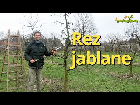 Video: Obrezovanje Stare Jablane: Kako Pravilno Obrezati Jeseni? Kako Spomladi Pomladiti Drevo Po Shemi Za Začetnike? Obrezovanje Odraslih Zanemarjenih Jablan