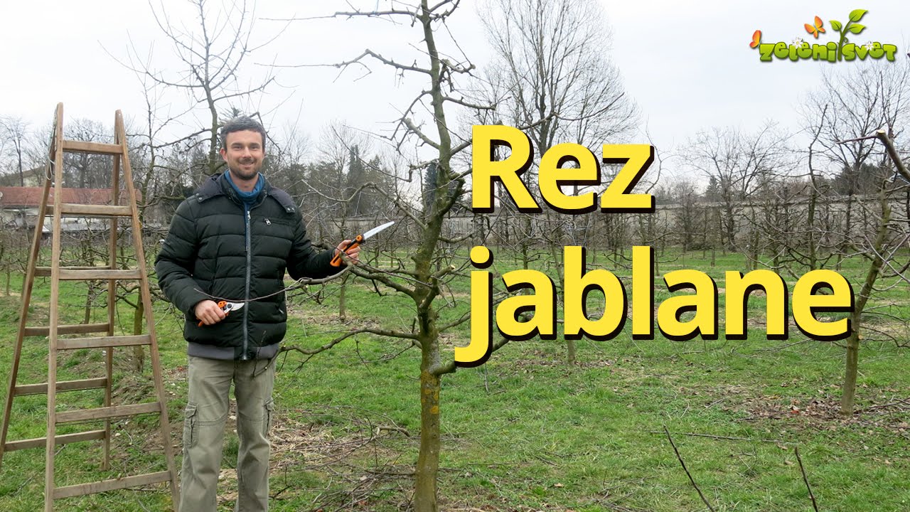 Rez jablane #jablana #rez