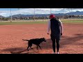 Retriever training baseball field drills