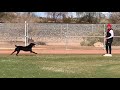 Retriever training baseball field drills