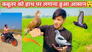 Kabutar ko hath pr Kese Lgaye  || How To Catch Pigeon On Hand