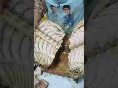 Tuna Rebus IKANTUNA.PWT video 1