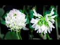 Clover Flower Blooming Time-lapse