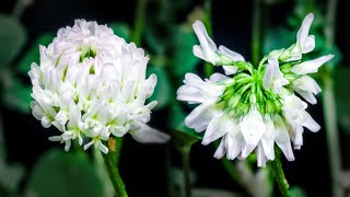 Clover Flower Blooming Time-lapse