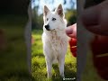 #animation #animals #animasyon #cute #lion #asmr #dog #köpek #shorts #short #snake #fish