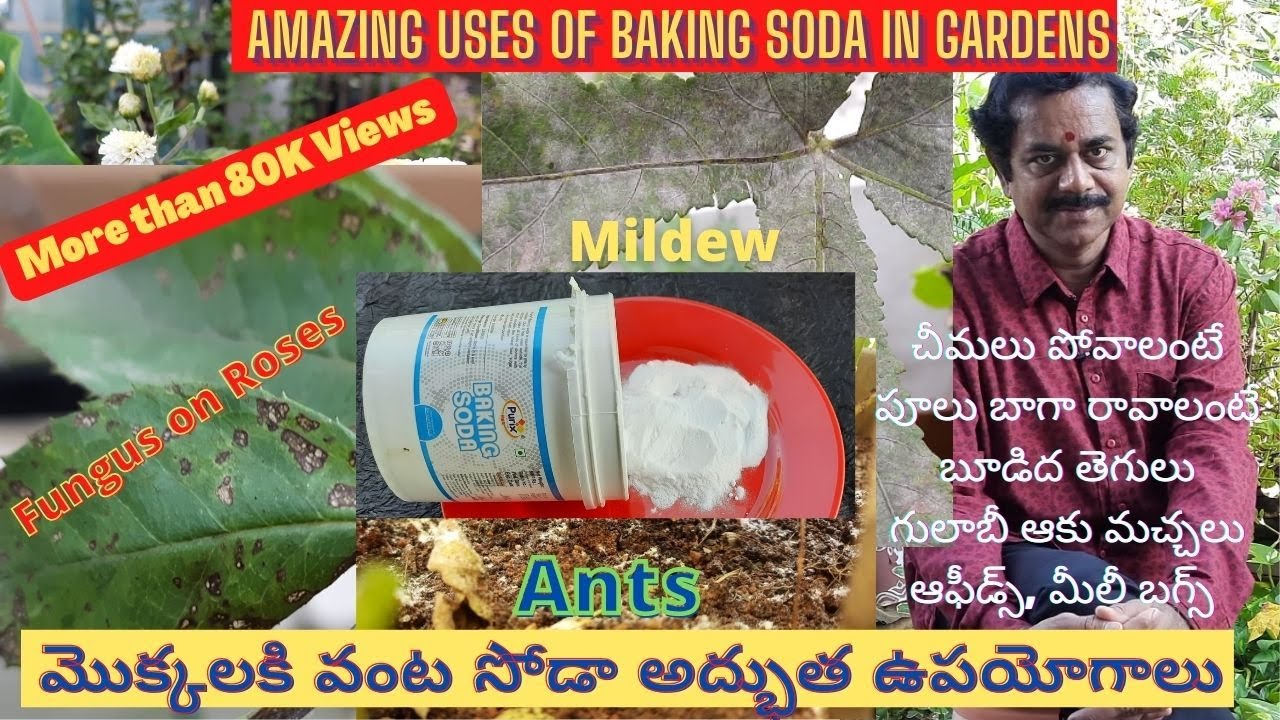 Top 8 uses of Baking Soda Use in Garden | baking soda hacks | మొక్కలకి వంట షోడా ఎలా వాడాలి?