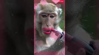 Monkey Makeup video | Bandar makeup Karta hua #shorts #funny #makeup #viral