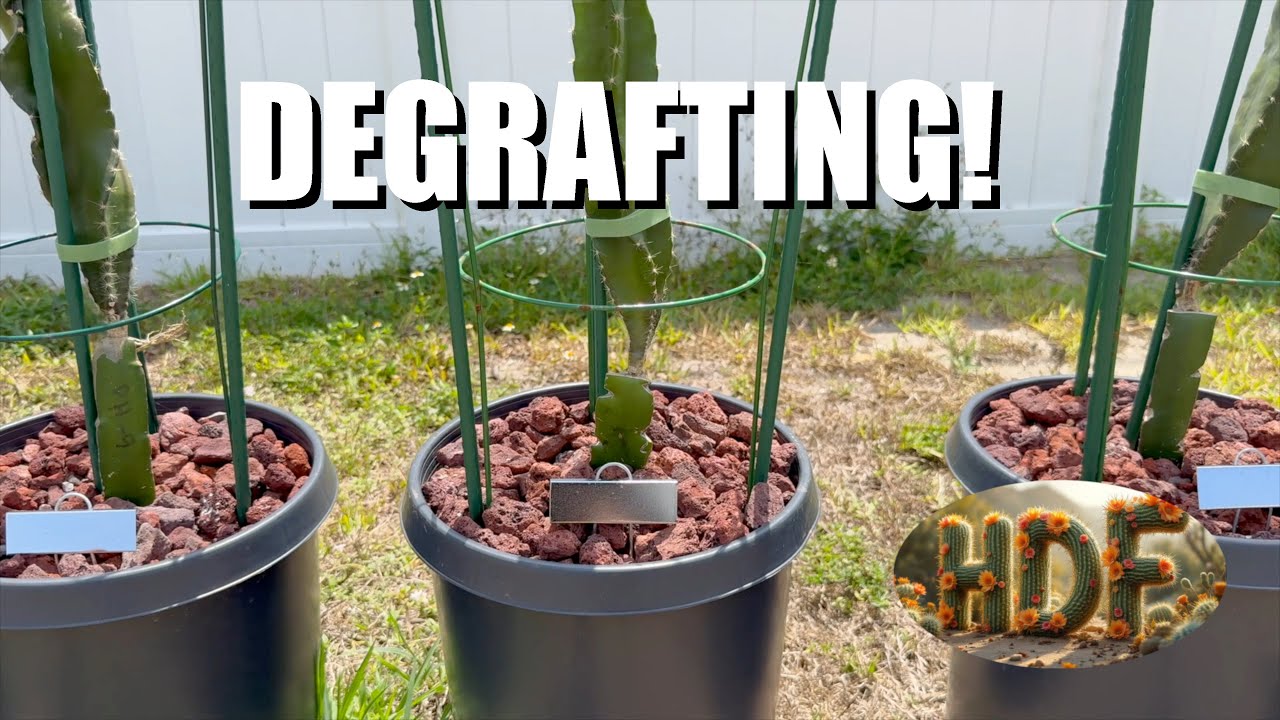 Thumbnail for DeGrafting, a 3:49 video by Jason Gentile.