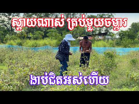 ស្តាយណាស់ ខូចអស់ហើយមួយចម្ការ