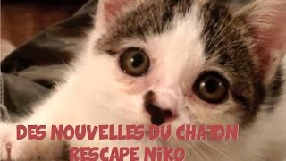 des nouvelles du chaton  niko, abandonné mais sauvé par amour