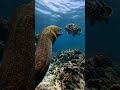 Epic Ocean Fight: Moray Eel Faces a Giant Grouper #whale  #WhaleFacts  #oceanlife  #marinebiology