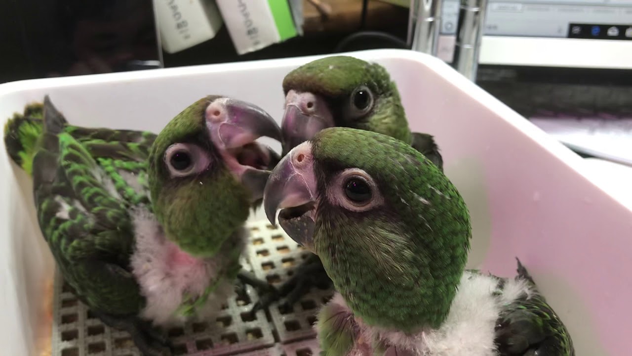 アカ ハネ ナガ インコ ズ