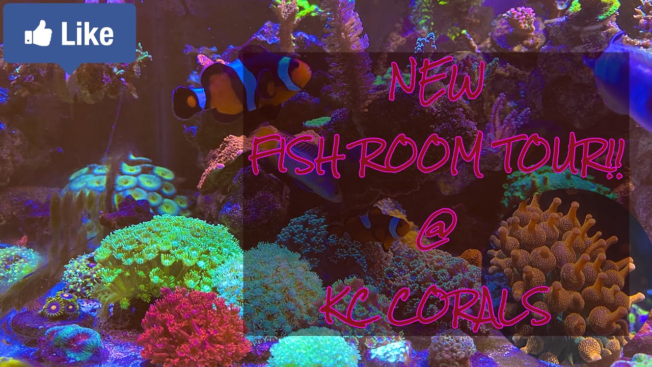 Tour of my reef aquarium studio - YouTube