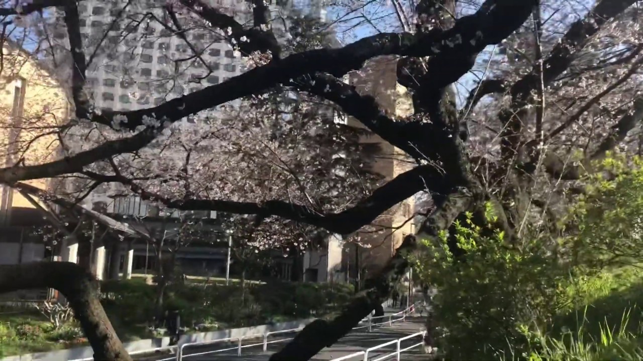 Tokyo Cherry Blossom 東京の桜 四ツ谷駅周辺 Jr中央線沿線 3月25日撮影 Japan Sakura Walk In Yotsuya Jr Chuo Line Youtube