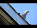 Rock Pigeons