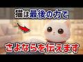 【見逃さないで】愛猫の最期のサイン7選【猫雑学】