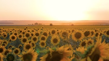 Connect With Your Heart Space: Guided Meditation on Gratitude