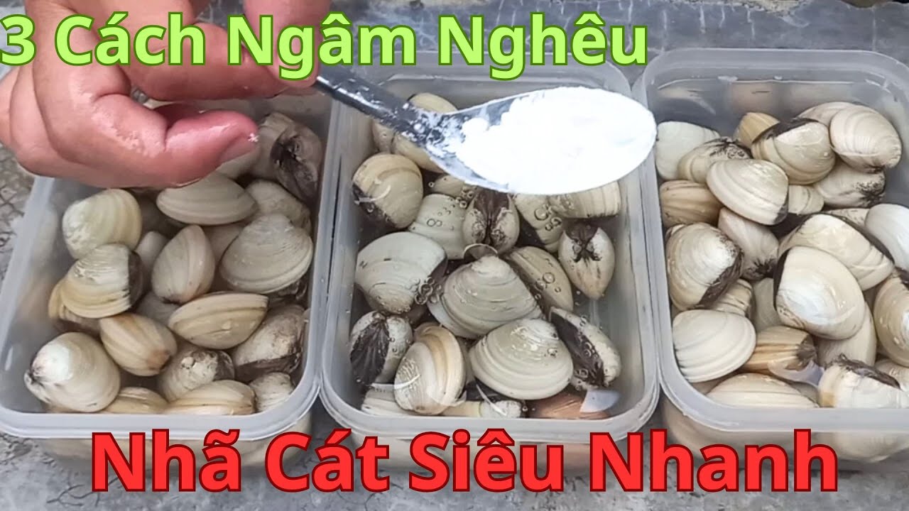 Hóa Ra Rửa Nghêu Không Nên Dùng Muối Rửa Trực Tiếp.Đây Là Cách Của Lão Ngư Chỉ Cho Tui.3 Mẹo Lẹ Nhất