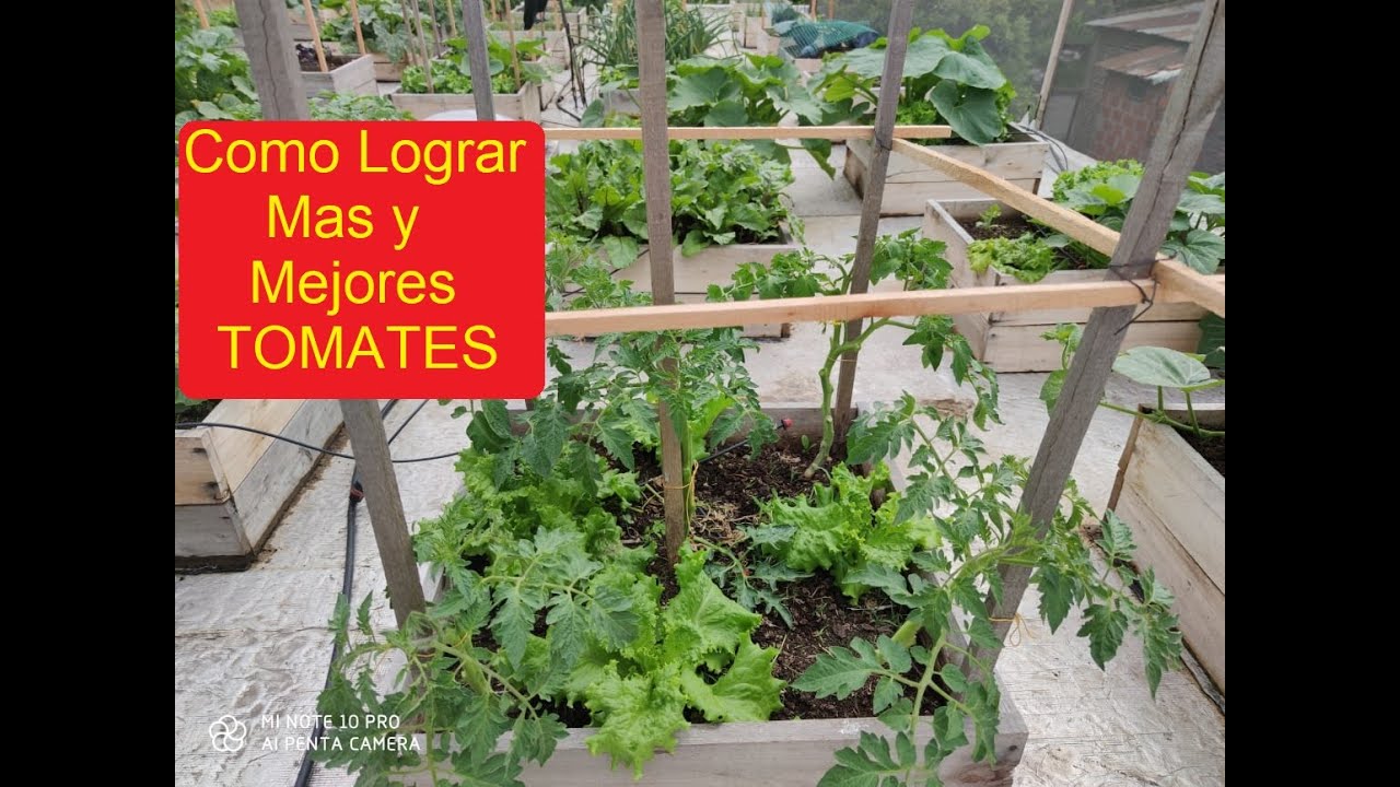 COMO Y PORQUE PODAR LOS TOMATES