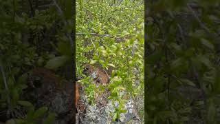 YEMEKLİK  KIZAMIK    #yeşillik #yiyecek #organik #doğalbitkiler #bitki #artvin #anadolu #keşfet