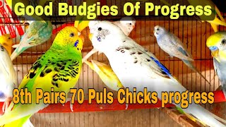Budgies Colony Progress 2023 | Budgies Cage Setup Progress | Budgies Chicks Unique Colors | Budgies