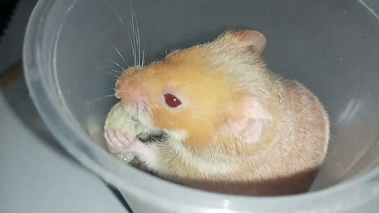 Aa dan dede bermain hamster