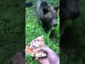 When your Russian pet bear just wants pizza