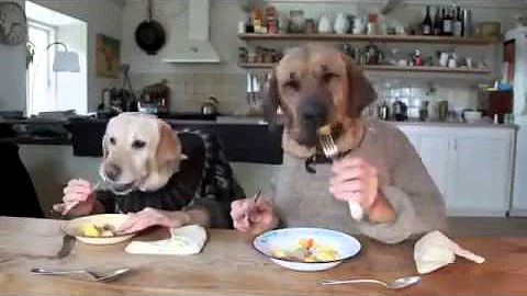 TWO DOGS DINING   YouTube - DayDayNews