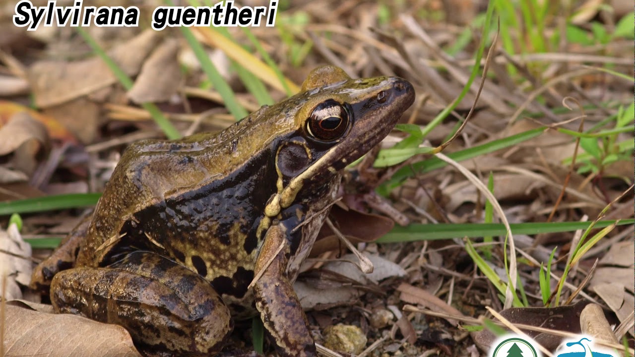 沼蛙 Günther's Frog