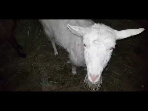 Поездка к жениху! Как перевезти козу в легковом автомобиле? Коза в охоте! Случка коз!