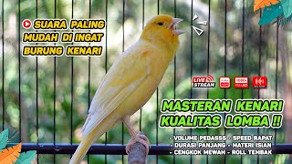 Kenari GACOR NGEREK‼️ Masteran Kenari PAUD dan Pancingan Kenari MACET BUNYI dan Betina NGIWIR - 101