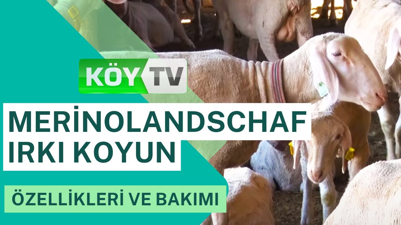 MERİNOLANDSCHAF IRKI KOYUN YETİŞTİRİCİLİĞİ | KÜÇÜKBAŞ SAATİ | ISPARTA