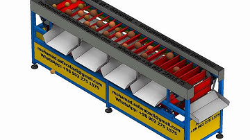 Fruit Sorting Conveyor