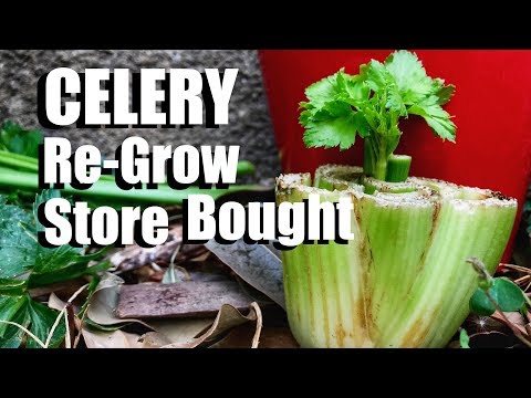 How to Grow Celery the Easy Way From Organic Store Bought Celery (Inside or