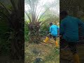 ছোট গাছ থেকে এক ফল কাটলে কত দেয় #reels #viral #video #foryou
