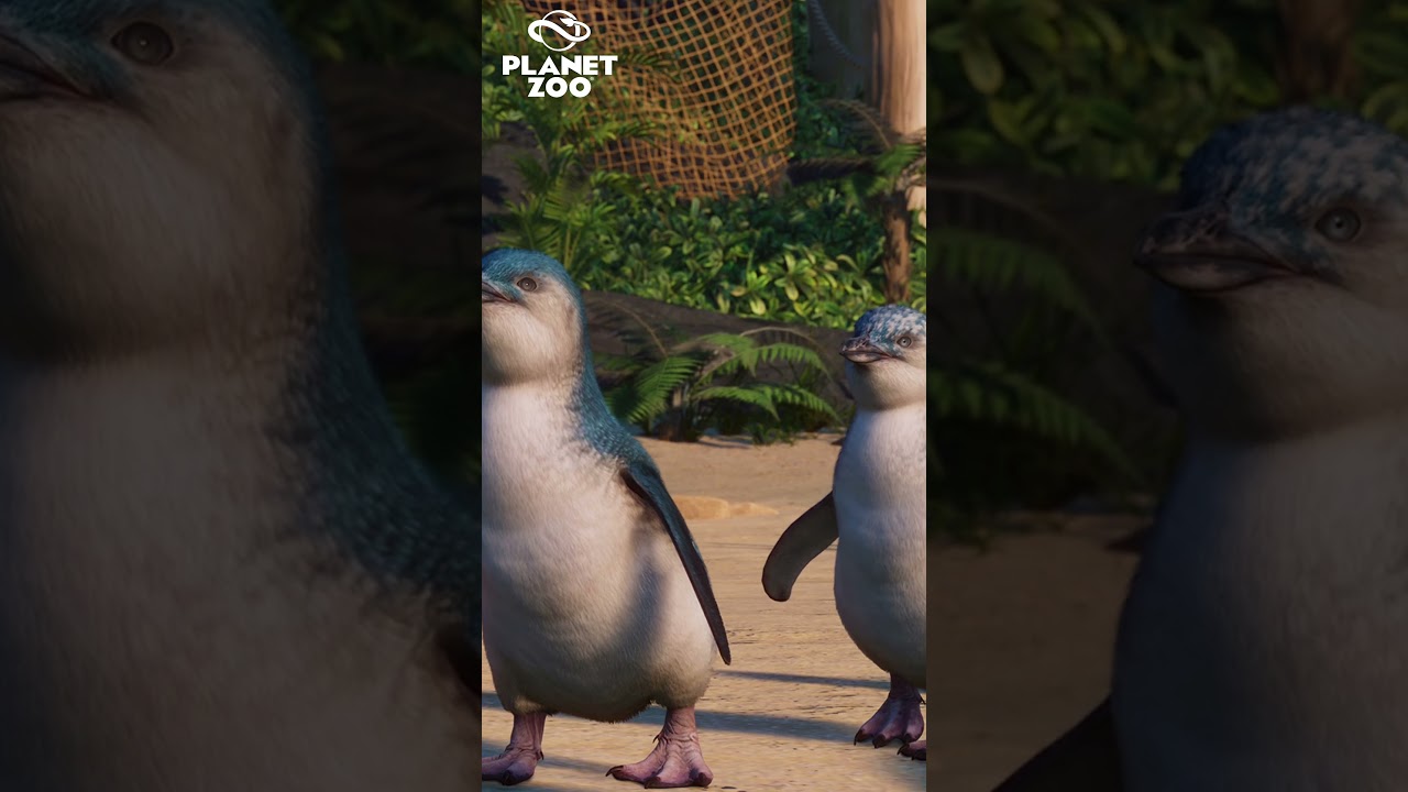 Little Penguin | Planet Zoo | Screenshot Reveal
