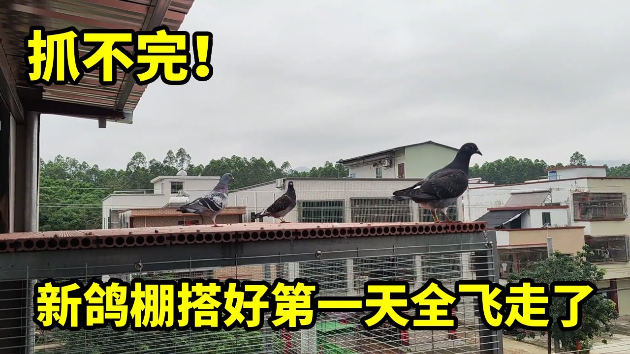 太着急了！鸽棚搭好鸽子才关了一天就放出去，现在都不知道进棚 #鸽子 #信鸽赛鸽 #养鸽人