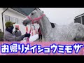 お帰りメイショウミモザ