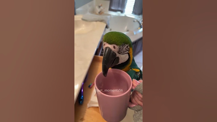 Funny parrots imitate #funny #pets #parrot