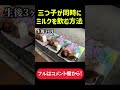 三つ子が同時にミルクを飲む方法#shorts