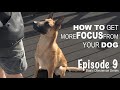 How to get more FOCUS from your dog. Episode 9