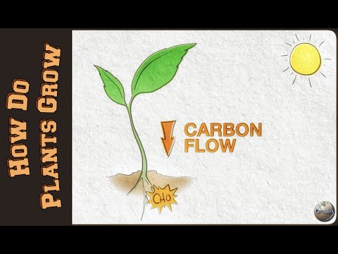 Video: Orientering av plantevekst: Hvordan planter vet hvilken vei de skal vokse