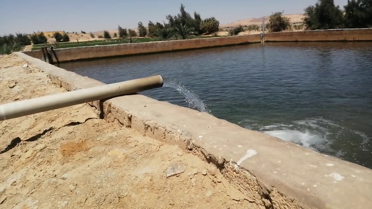 نجاح باهر لمزرعة مستثمر بحراوى فى الواحات البحريه