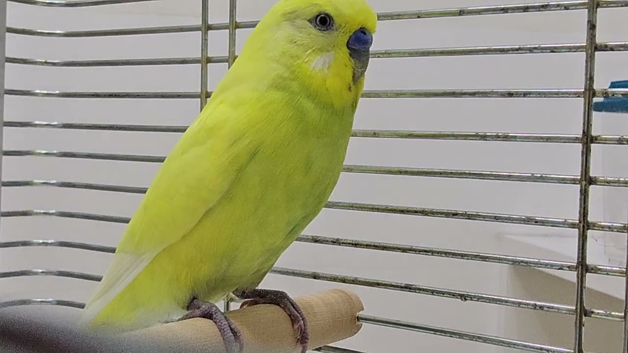 ◎セキセイインコの雌雄鑑別と繁殖 – 飼育情報 | エキゾチックアニマル