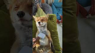 Rescued Fox Receives Relaxing Massage