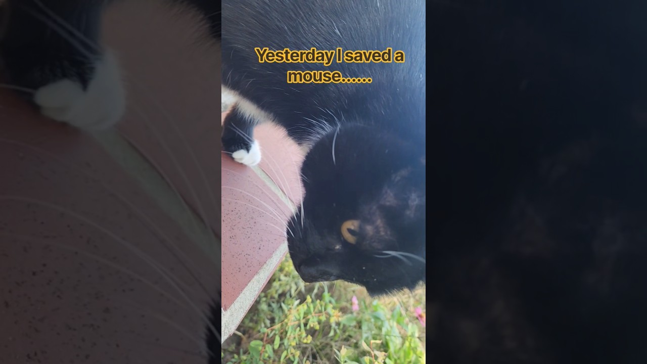 My Cats Keep Me On My Toes